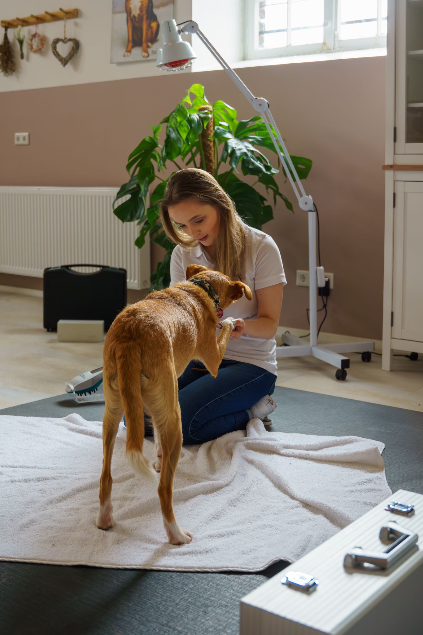 Sarah Kostic Tierphysiotherapie in Mönchengladbach