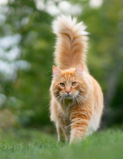 Katze orange gestreift bei der Tierphysiotherapie