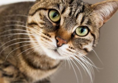 BKH Katze getigert, grau, bei der Tierphysiotherapie