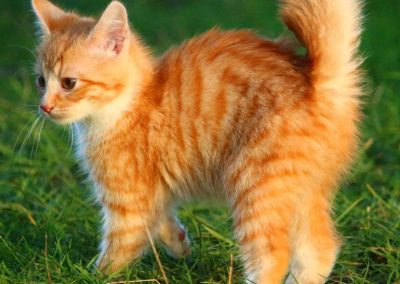 Orange getigerte Katze auf der Wiese für Physio