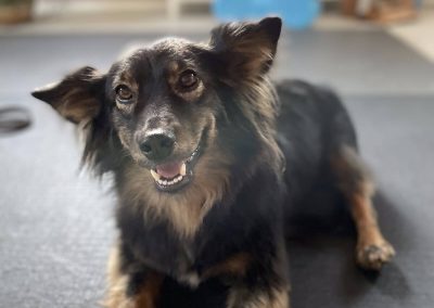 Lotti Tierheim Heinsberg