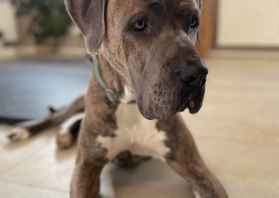 Loki Tierheim Heinsberg Anamnese