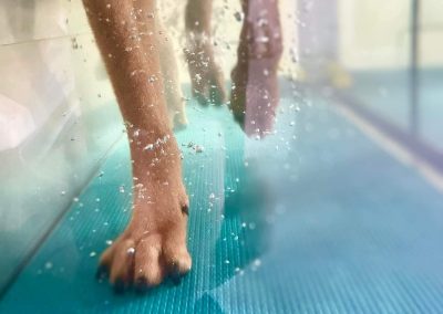 Hundepfoten im Wasser bei Aquatherapie Tierphysiotherapie Hydrotherapie