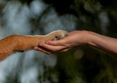 Sarah Kostic Tierphysiotherapie für Haustiere und Nutztiere in Mönchgengladbach