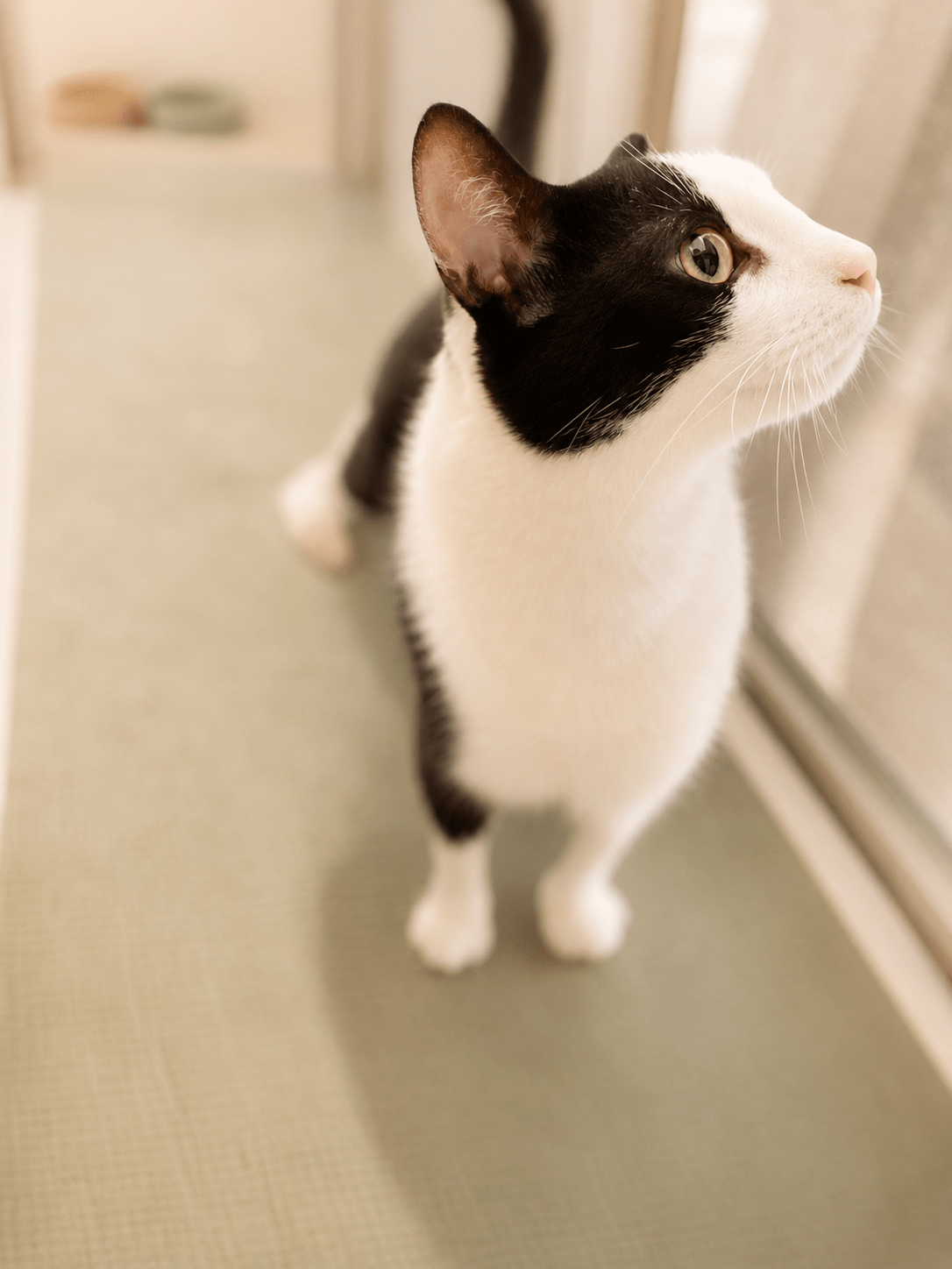 Kater bei der Aquatherapie, Hydrotherapie, Tierphysiotherapie