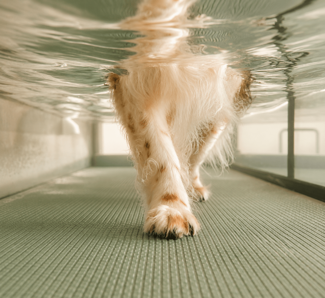 3b8f88b7-e8e5-4e75-a01c-f0968e74b7fe Hund bei der Aquatherapie (Unterwasserlaufband), Hydrotherapie, Tierphysiotherapie, Pfoten im Wasser