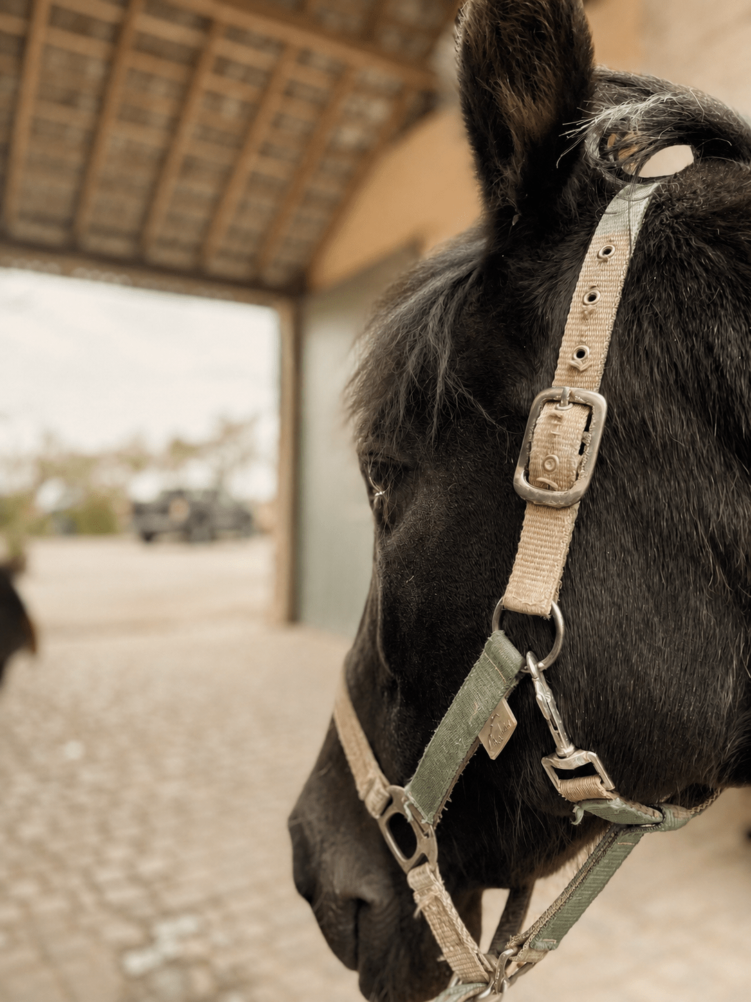 6ef7b58d-7618-4119-9e30-29358eb82cfc Pferd, Lusitano, Wickrath, manuelle Therapie