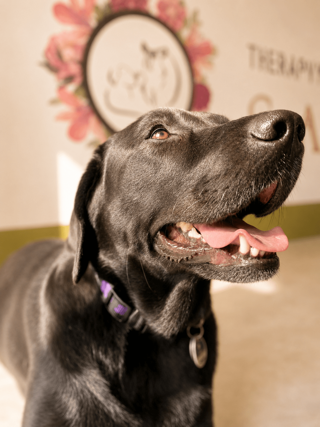 78846f68-a490-4148-bdf9-c48d8de8c409 Hund bei der Tierphysiotherapie, Labrador