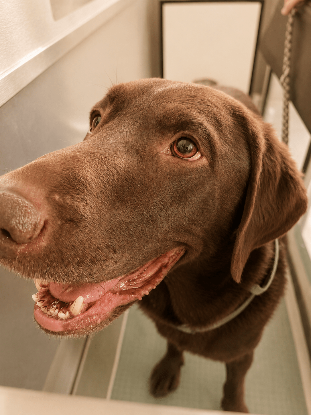 e936b0c9-9264-4229-a990-4749a64a7e17 Brauner Labrador bei der Aquatherapie, Hydrotherapie, Tierphysiotherapie & Unterwasserlaufband