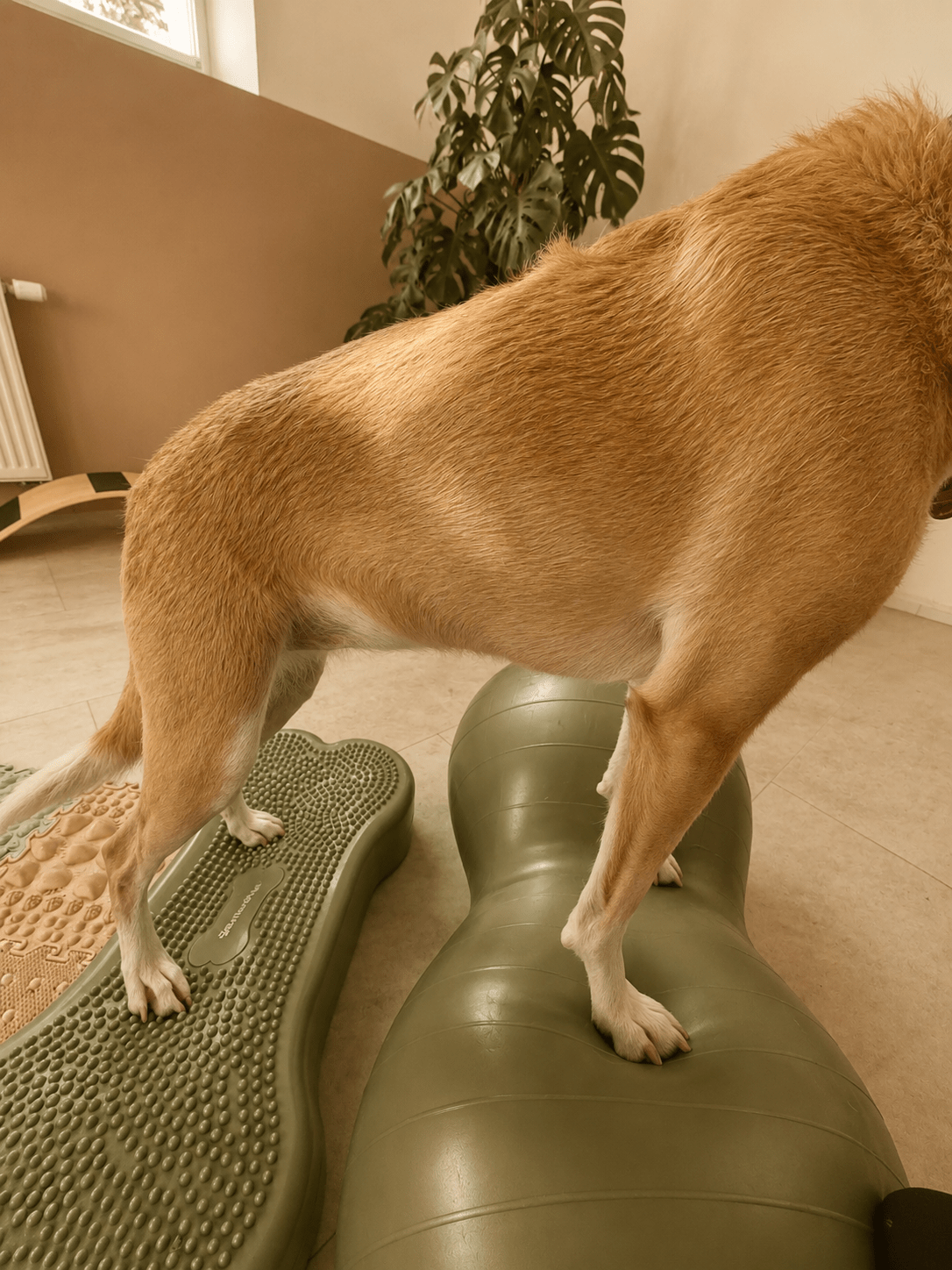 00064391-46d1-4642-a8a5-2fcb85309ac0 Podenco bei der Tierphysiotherapie, Muskelaufbau & manueller Therapie
